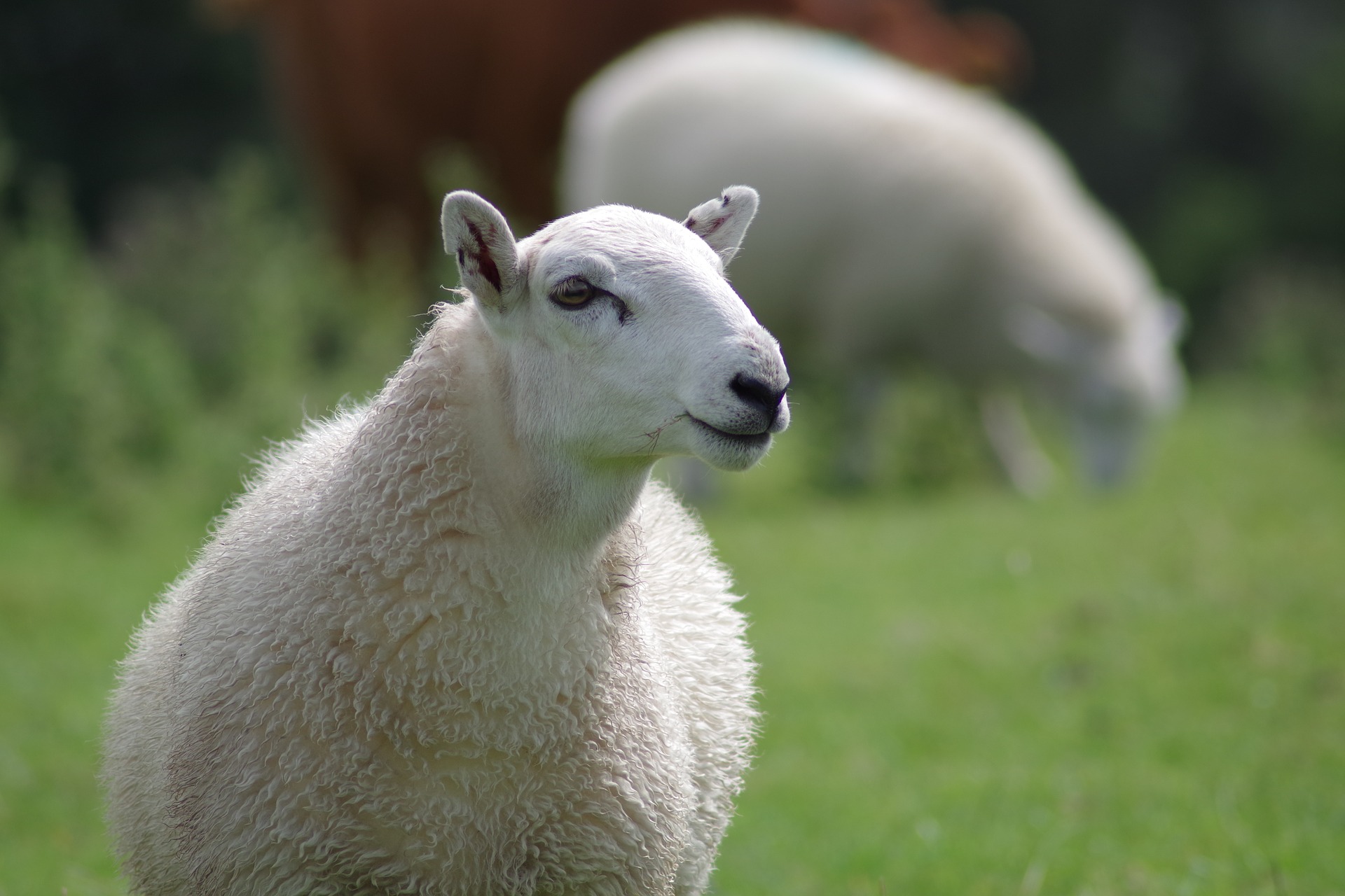 «Меринос-Захід» допомагає відкривати нові овечі ферми